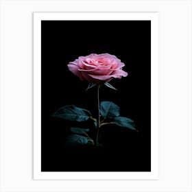 Pink Rose On Black Background 20 Art Print