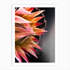 Botanical King Protea on Black/Grey Background Art Print