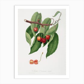 Cherry (Cerasus Cordiformis Duracina) From Pomona Italiana (1817 - 1839), Giorgio Gallesio Art Print