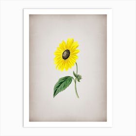 Vintage California Sunflower Botanical on Parchment n.0770 Art Print