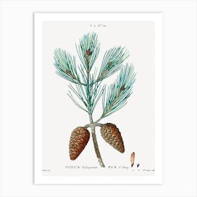 Aleppo Pine, Pierre Joseph Redoute Art Print