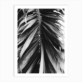Palm Leaf In Black And White 1 Art Print