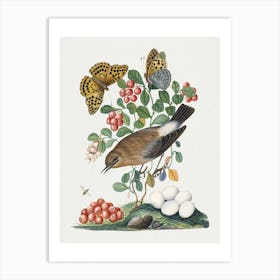 Birds And Insects Vintage Illustration Art Print