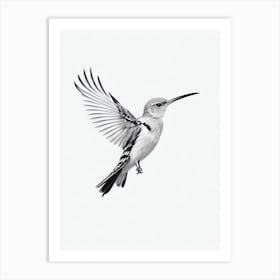 Hoopoe B&W Pencil Drawing 1 Bird Art Print