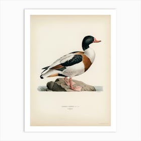 Shelduck, The Von Wright Brothers Art Print