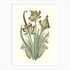 Orris Root Herb Vintage Botanical Art Print