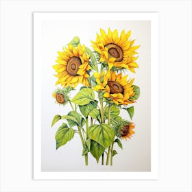 Sunflowers Flower Vintage Botanical 0 Art Print
