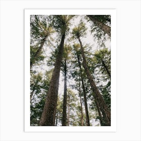 Towering Trees Art Print