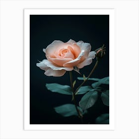 Peach Rose 12 Art Print