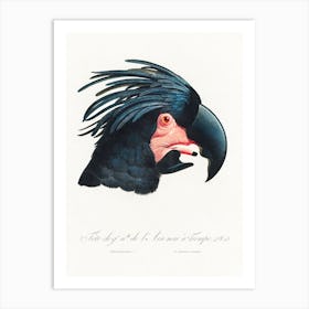 The Great Black Cockatoo, (Probosciger Aterrimus) From Natural History Of Parrots, Francois Levaillant Art Print