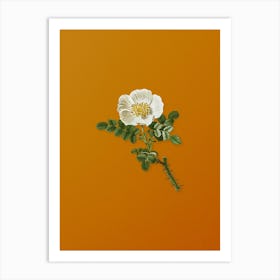 Vintage Burnet Rose Botanical on Sunset Orange n.0018 Art Print