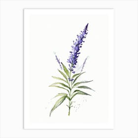 Hyssop Herb Minimalist Watercolour Art Print