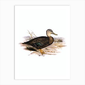 Vintage Australian Wild Duck Bird Illustration on Pure White n.0033 Art Print