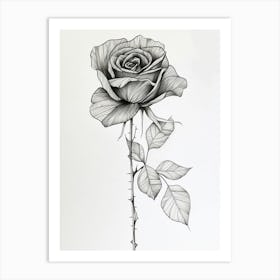 English Rose Black And White Line Drawing 17 Art Print