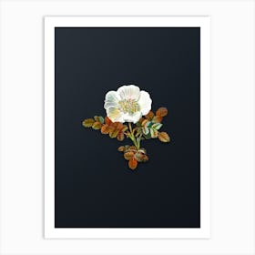 Vintage White Burnet Rose Botanical Watercolor Illustration on Dark Teal Blue n.0672 Art Print