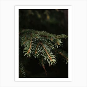 Close Up Of A Pine Branch Art Print