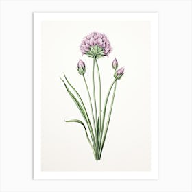 Chives Vintage Botanical Herbs 2 Art Print