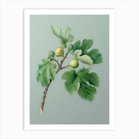 Vintage Fig Botanical Art on Mint Green n.0324 Art Print