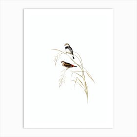 Vintage Spotted Sided Finch Bird Illustration on Pure White n.0388 Art Print