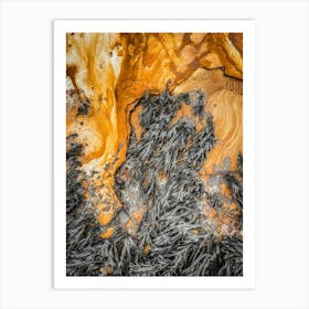 Seaweed And Rocks Art Print