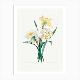 Double Daffodil, Pierre Joseph Redouté Art Print
