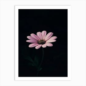 Pink Daisy 8 Art Print