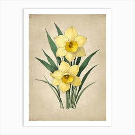 Daffodils 2 Art Print