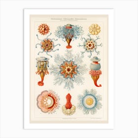 Vintage Jellyfish, Ernst Haeckel Art Print