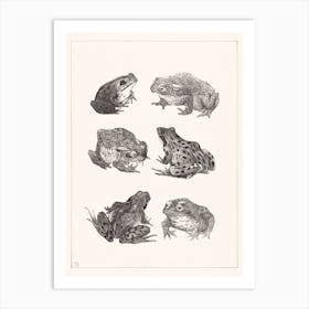 Six Frogs And Toads (1878–1917), Theo Van Hoytema Art Print