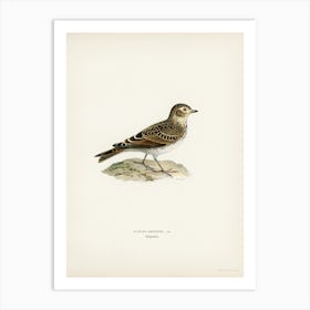 Eurasian Skylark (Alauda Arvensis), The Von Wright Brothers Art Print