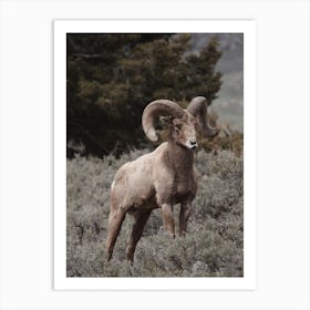 Colorado Bighorn Sheep Art Print