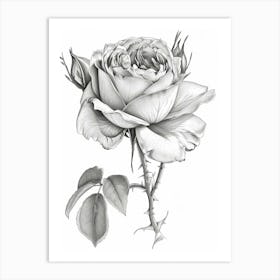 Roses Sketch 53 Art Print