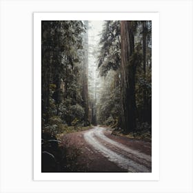 Redwood National Park Morning Adventure Art Print