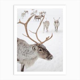 Reindeer With Antlers Art Print