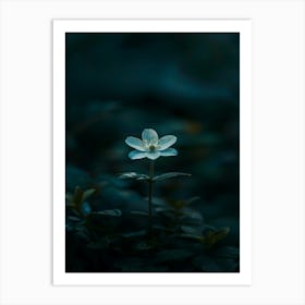 Flower In The Dark 78 Art Print