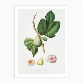 Fig (Ficus Carica Bifera) From Pomona Italiana (1817 - 1839), Giorgio Gallesio Art Print