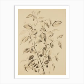 Vintage Branch Sketch Art Print