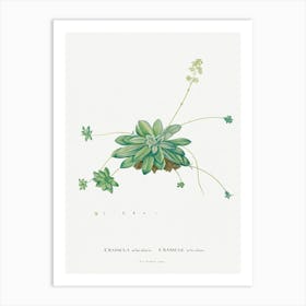 Crassula Orbicularis, Pierre Joseph Redoute Art Print