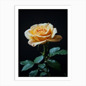 Yellow Rose On Black Background Art Print