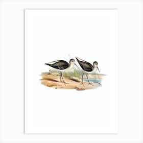 Vintage Marsh Sandpiper Bird Illustration on Pure White n.0346 Art Print