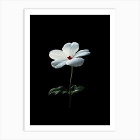 White Flower Isolated On Black Background Art Print