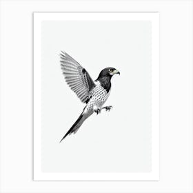 Falcon B&W Pencil Drawing Bird Art Print