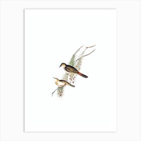 Vintage Rufous Tinted Songlark Bird Illustration on Pure White Art Print