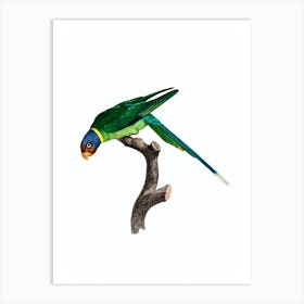 Vintage Plum Headed Parakeet Bird Illustration on Pure White 1 Art Print