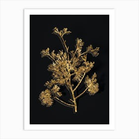 Vintage Atlantic White Cypress Botanical in Gold on Black n.0061 Art Print