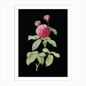 Vintage Agatha Rose in Bloom Botanical Illustration on Solid Black n.0074 Art Print
