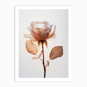 White Rose Art Print