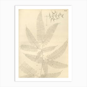 Ferns 5 Art Print