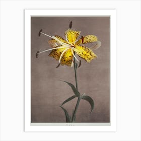 Lily, Hand Colored Collotype From Some Japanese Flowers (1899), Kazumasa Ogawa 1 Art Print