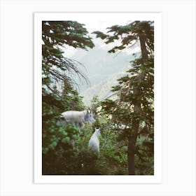 Mountain Goats I Art Print